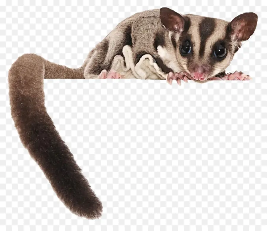 Planador Do Açúcar，Marsupial PNG