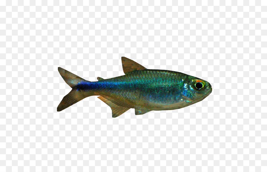 Peixe，Frutos Do Mar PNG