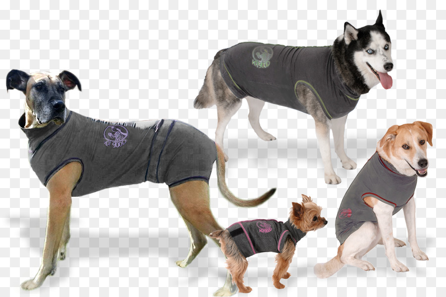 Cachorros Em Roupas，Animais De Estimação PNG