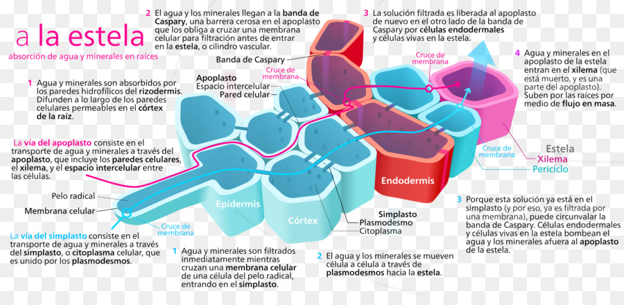 Raiz，Apoplast PNG