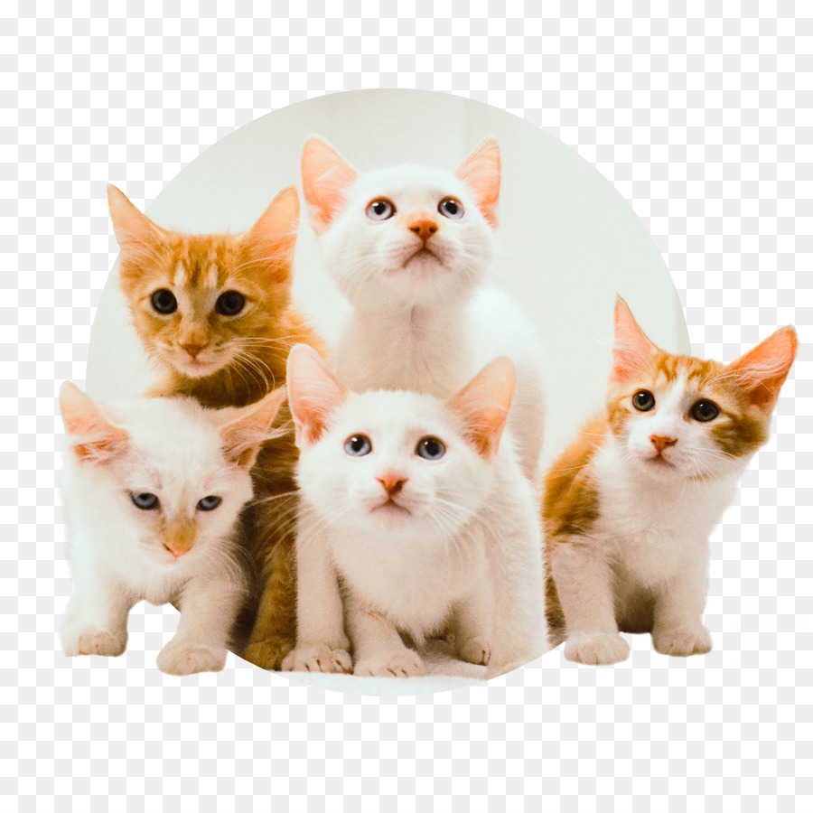 Gatinhos，Gatos PNG