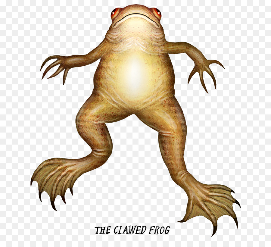 Sapo，Toad PNG