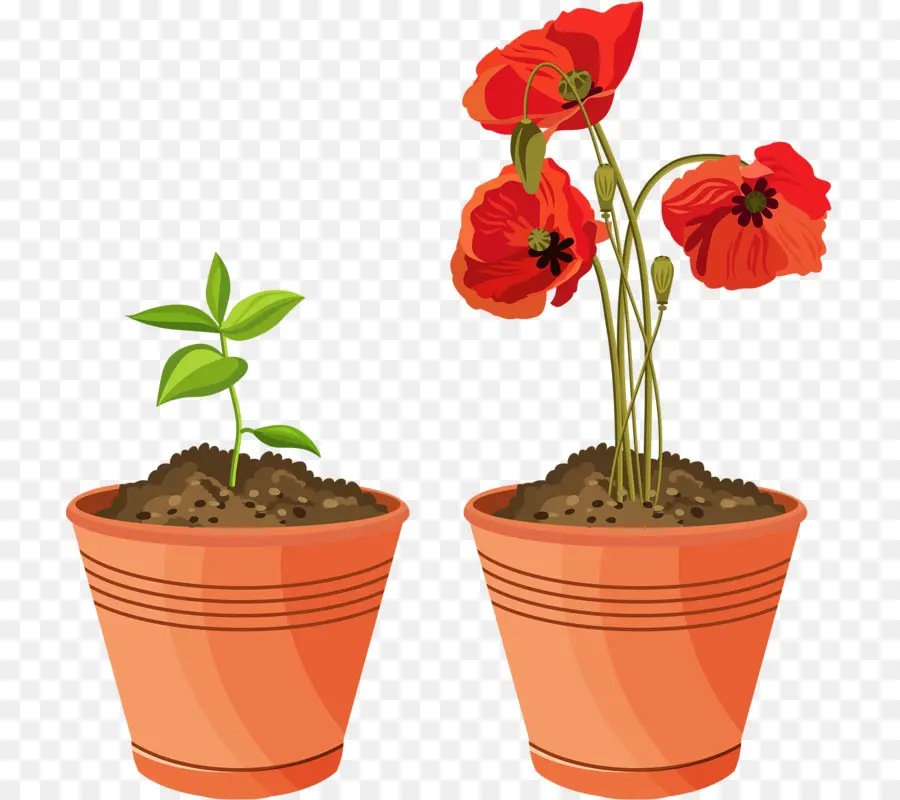 Flowerpot，Planta De Casa PNG