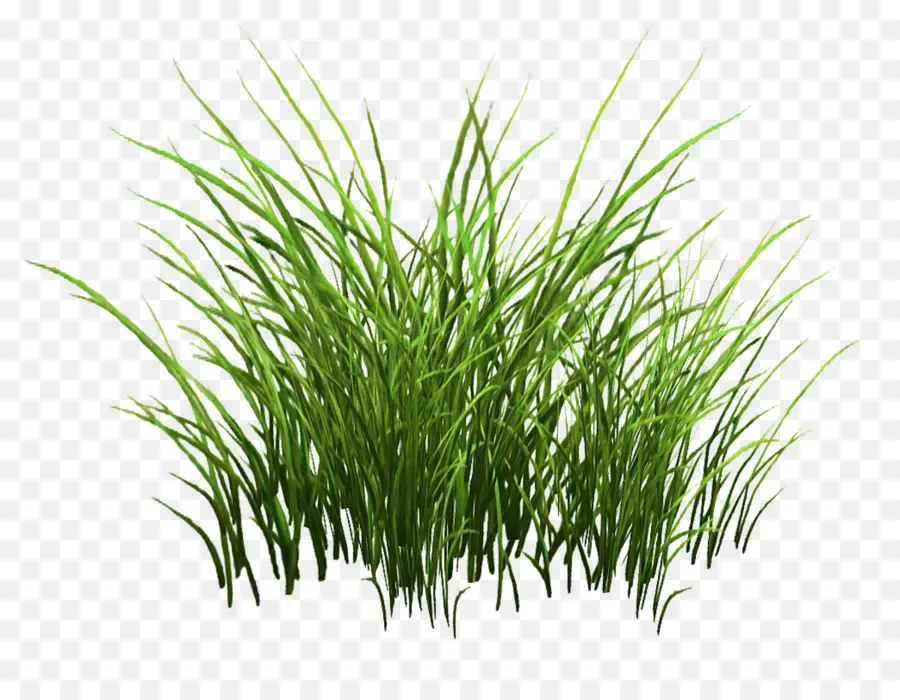 Sweet Grass，Vetiver PNG