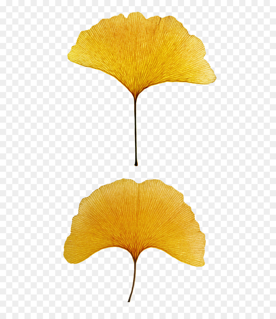 árvore De Maidenhair，Compêndio De Matéria Médica PNG