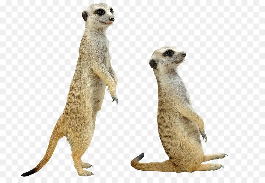 Meerkat，Mangusto PNG