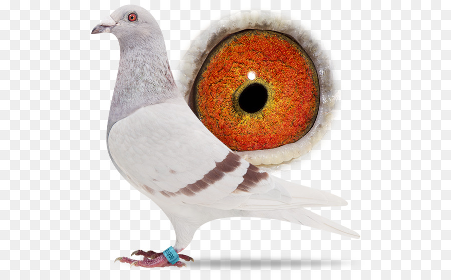 Pombo，Pássaro PNG