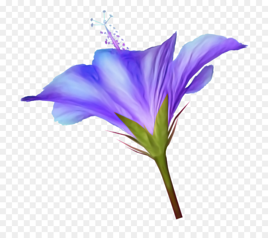 Flor Azul，Florescer PNG