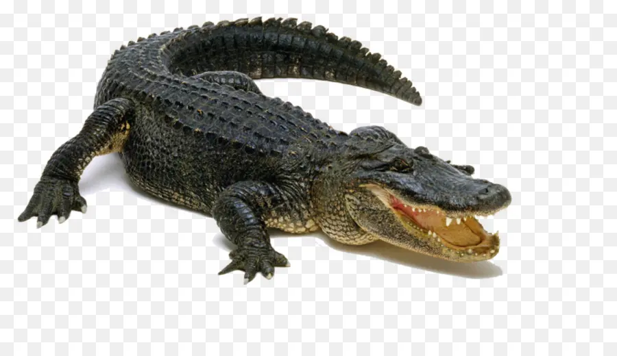 Crocodilo，Réptil PNG