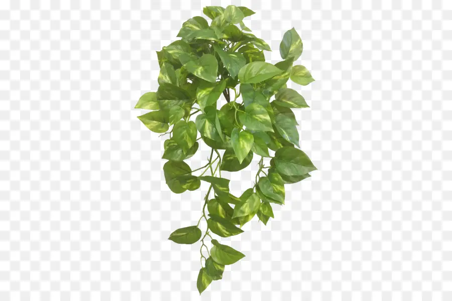 Planta Suspensa，Hera PNG