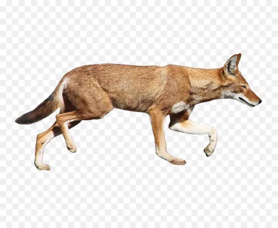 Coyote，Cachorro PNG