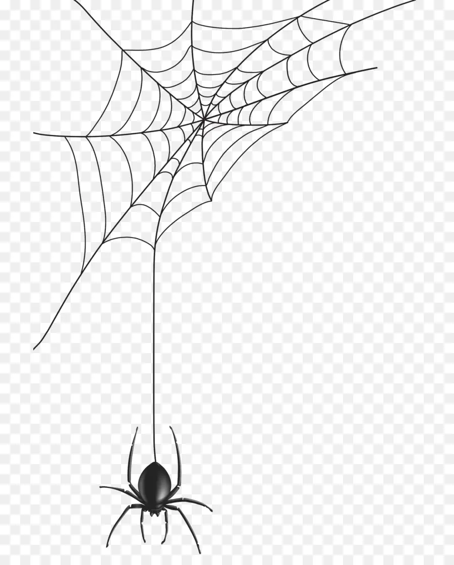 Aranha，Teia De Aranha PNG