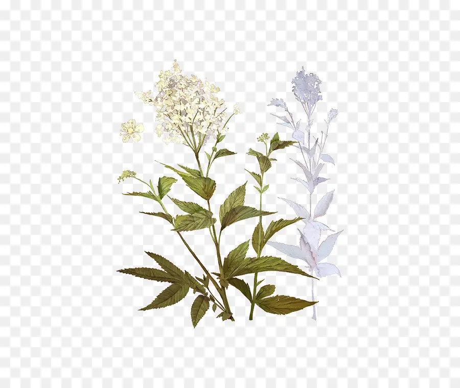 Meadowsweet，A Floração Da Planta PNG