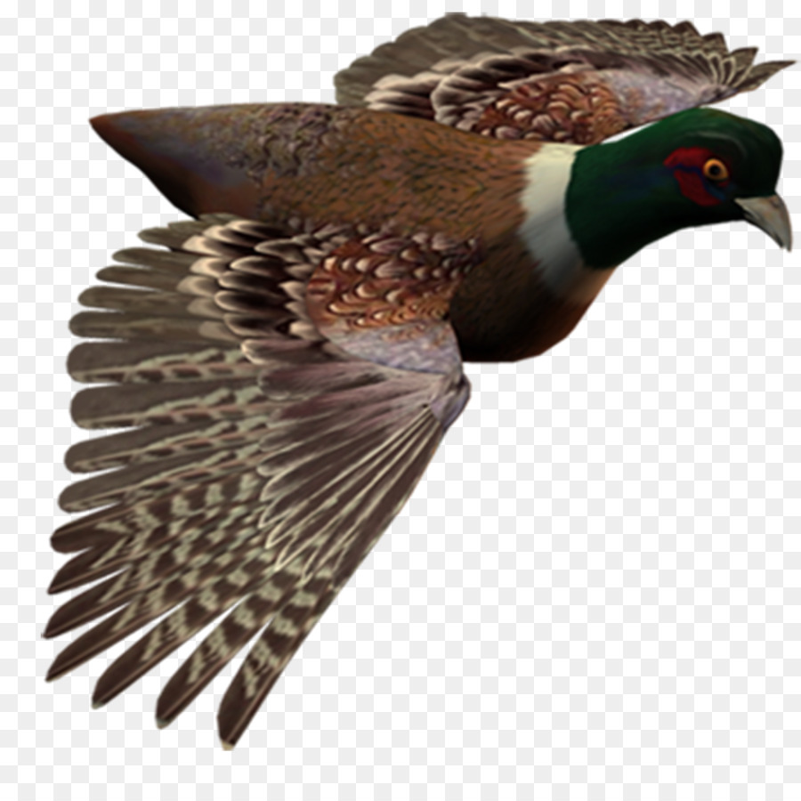 Aves，Voo PNG