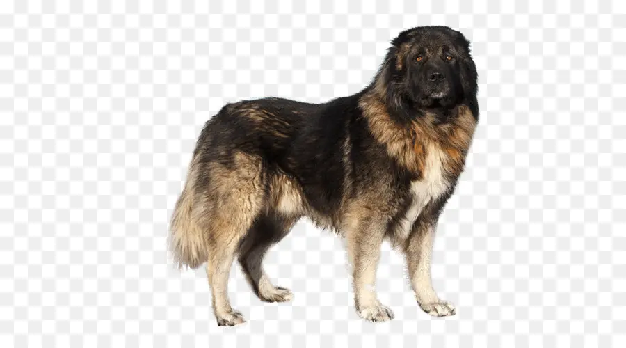 Estrela Mountain Dog，Caucasiano Cão De Pastor PNG