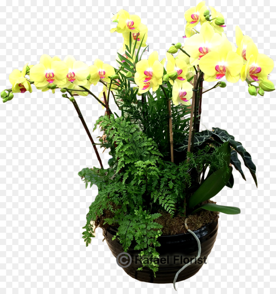 Traça Orquídeas，Flowerpot PNG