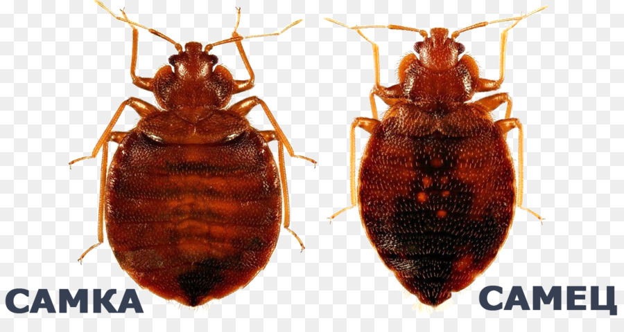 Inseto，Bed Bug Bite PNG