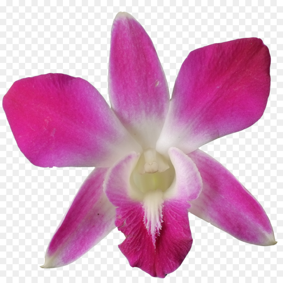 Vermelho Cattleya，Pombo Orquídea PNG