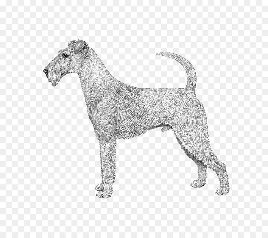 Schnauzer Miniatura，Irish Terrier PNG