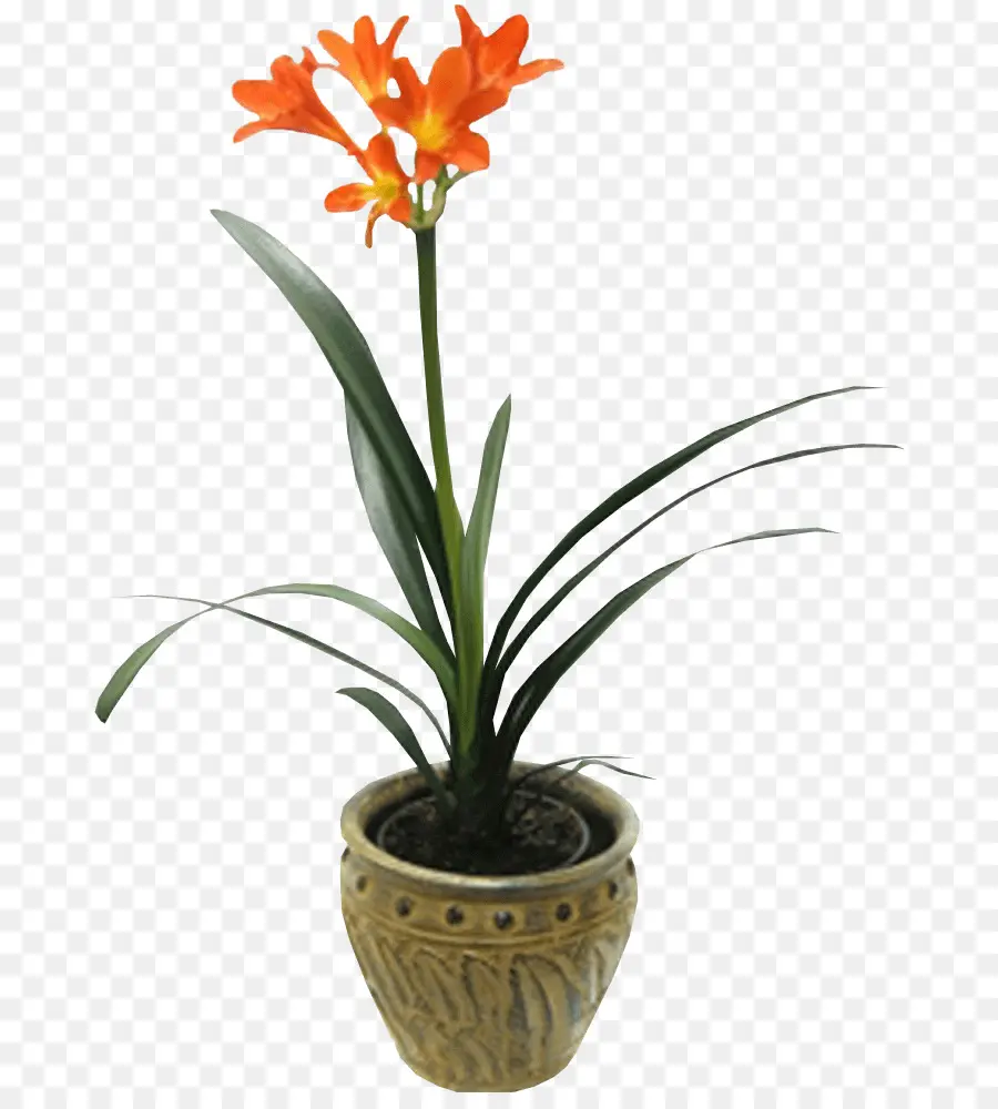 Flor Laranjeira，Vaso PNG