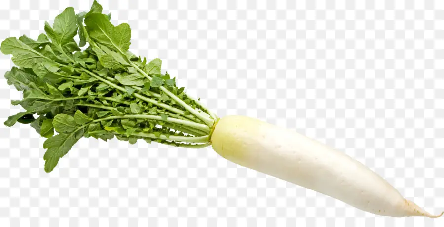 Primavera Verdes，Daikon PNG