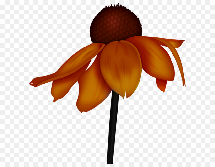 Flores De Corte，Flor PNG