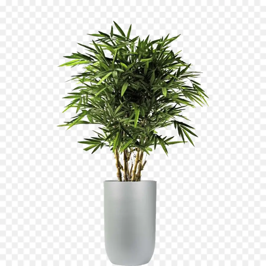 Planta Verde，Pote PNG