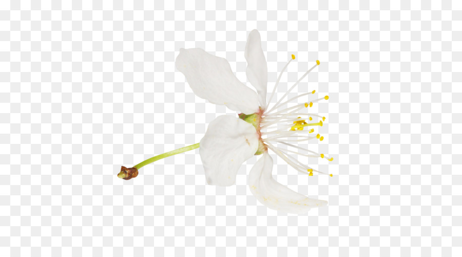 Traça Orquídeas，Blossom PNG