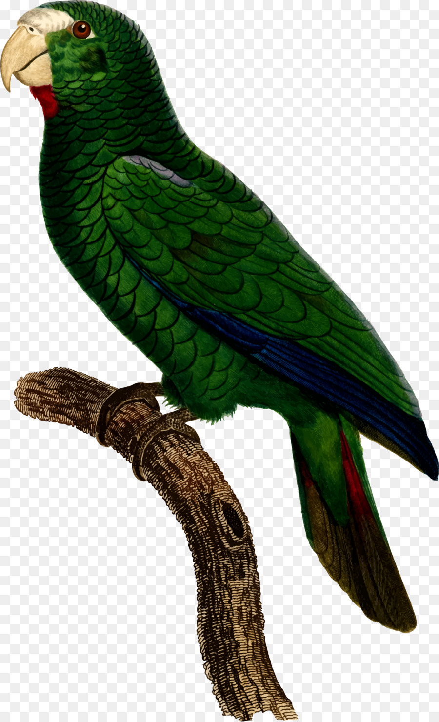 Papagaio Verde，Pássaro PNG