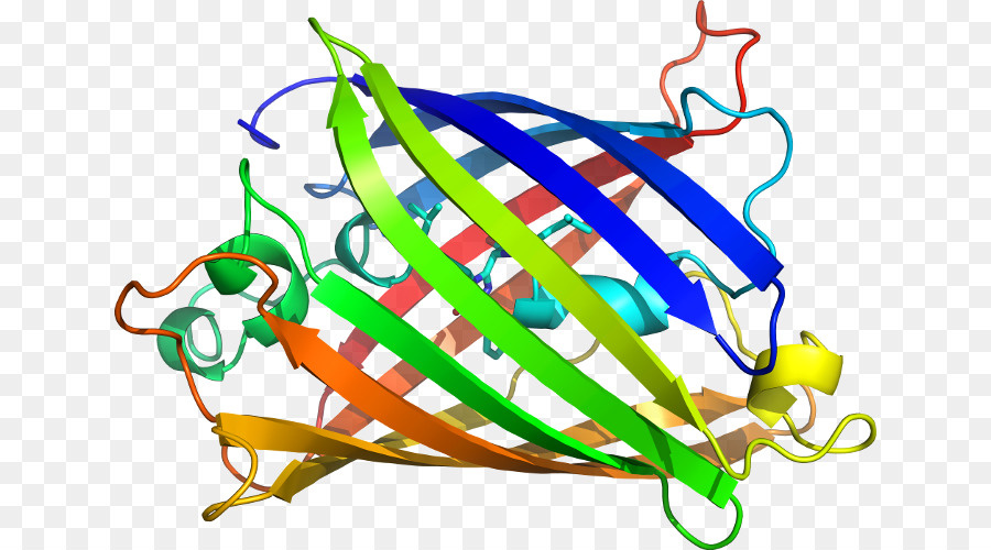 Estrutura Proteica，Biologia PNG