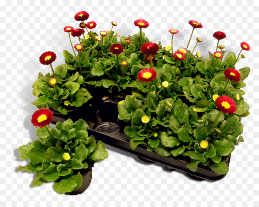 Flor，Flowerpot PNG