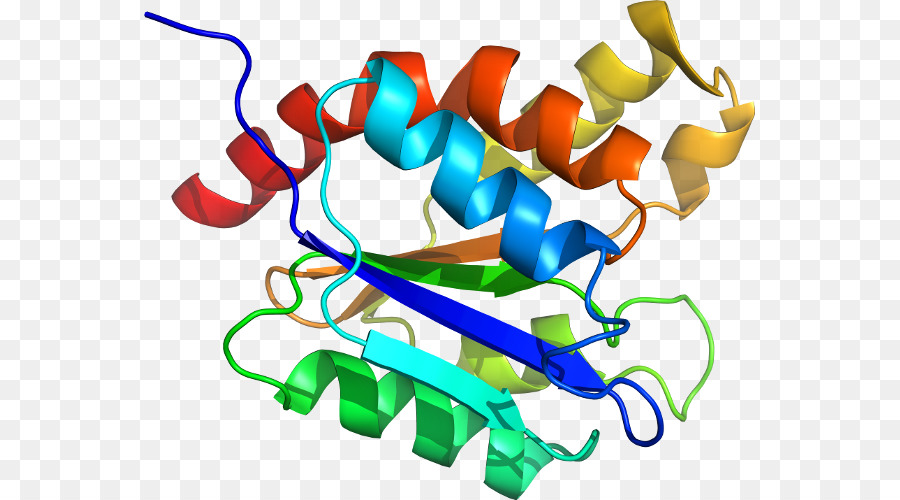 Estrutura Proteica，Biologia PNG