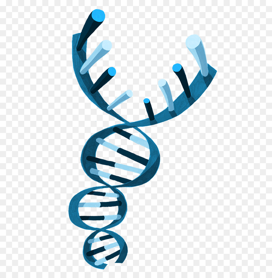 Hélice De Dna，Genética PNG