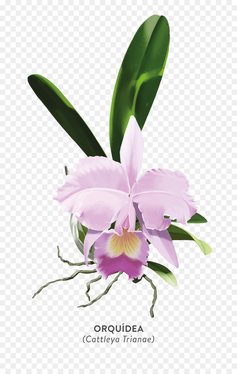 Natal Orquídea，Vermelho Cattleya PNG