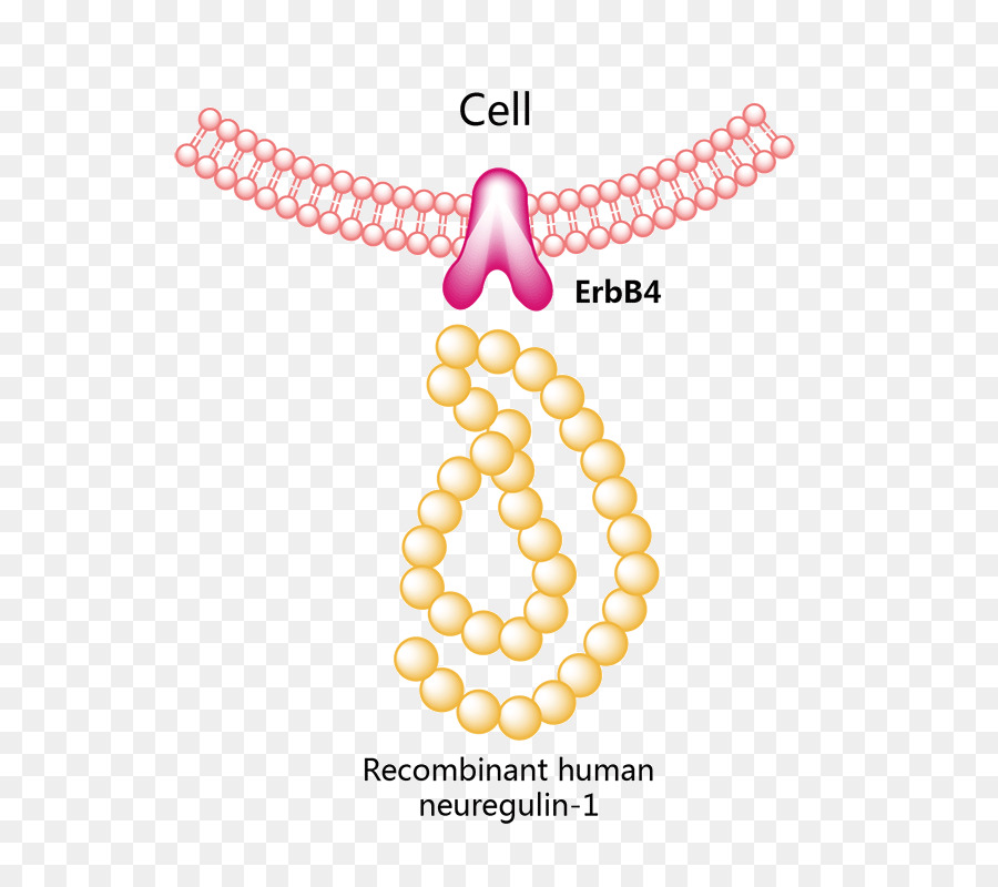 Interferon，Interferon Alfa2b PNG