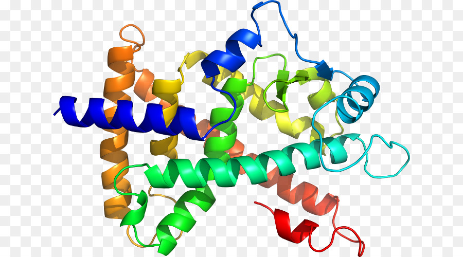 Estrutura Proteica，Biologia PNG