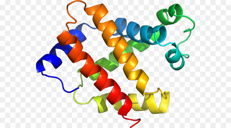 Estrutura Proteica，Biologia PNG