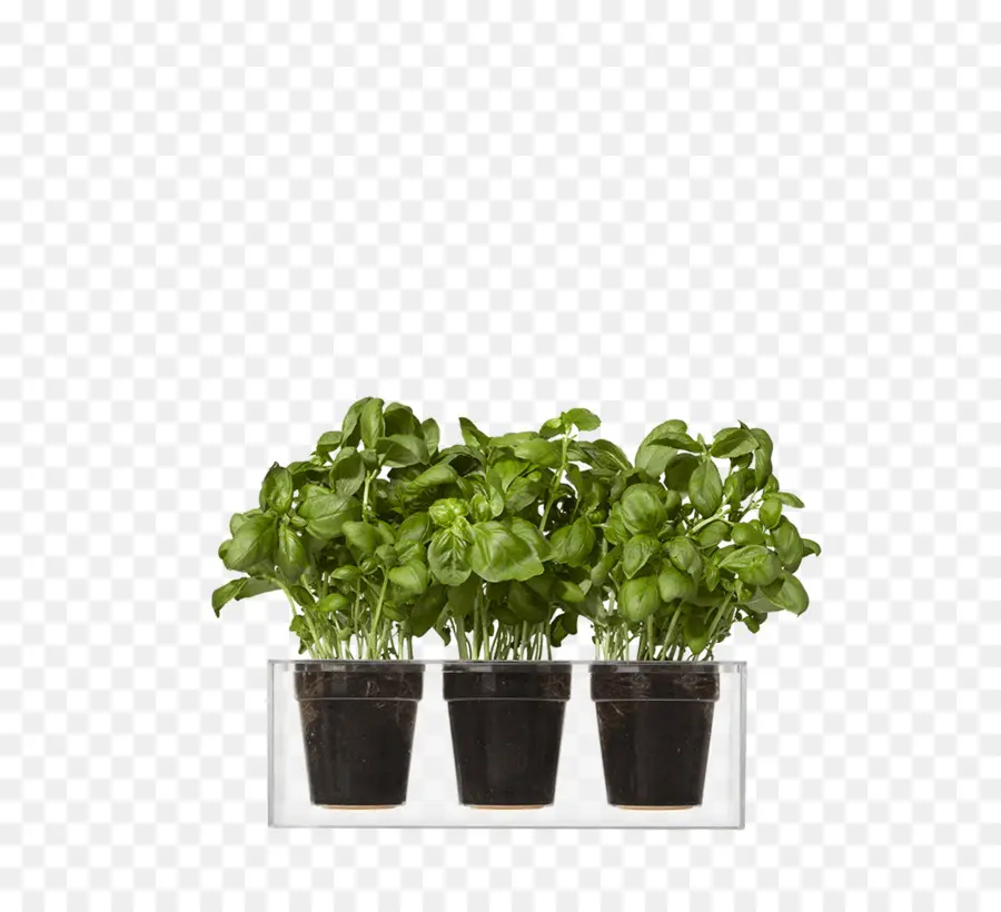 Plantas，Potes PNG