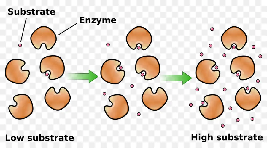 Enzima，Substrato PNG