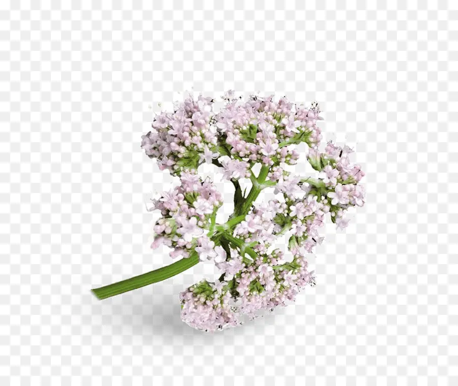 Valeriana，Flores De Corte PNG