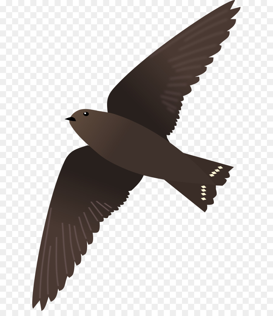 Bico，Aves PNG