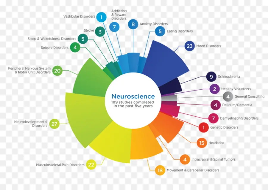 Estudos De Neurociências，Cérebro PNG