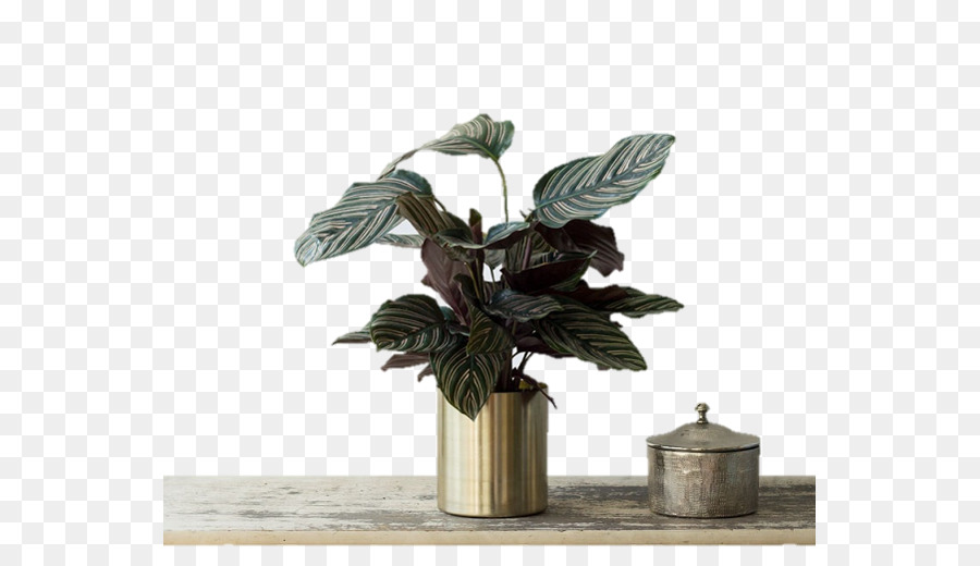 Calatheas，Planta De Casa PNG