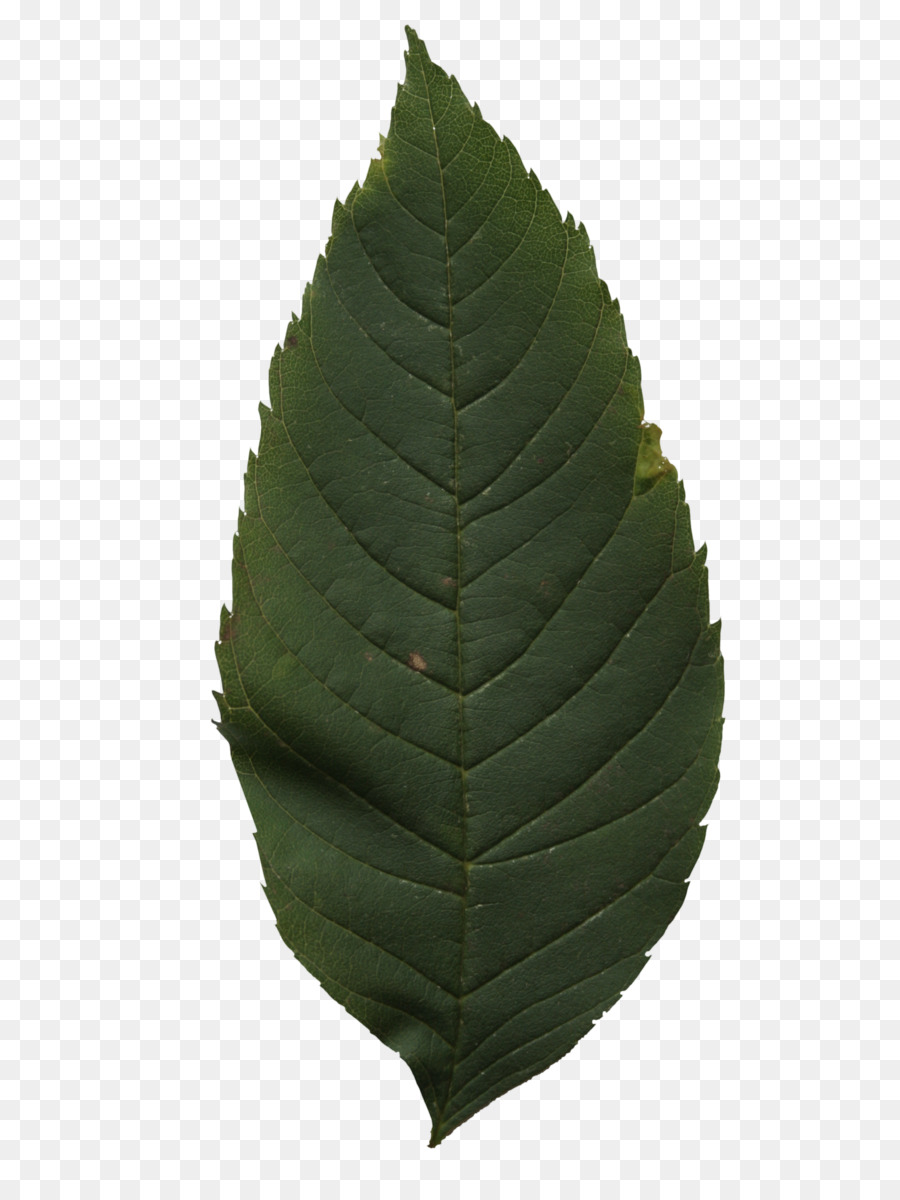 Folha，Verde PNG