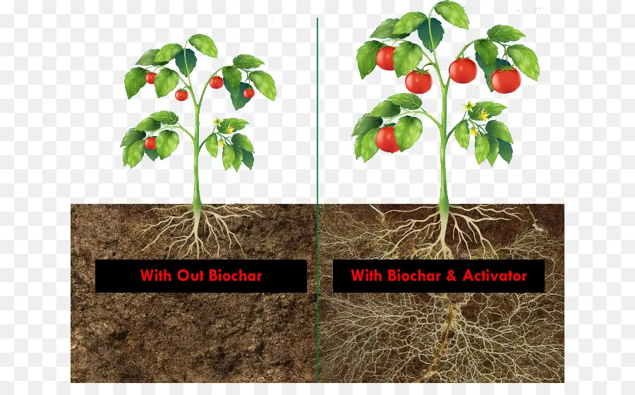 Plantas De Tomate，Raízes PNG