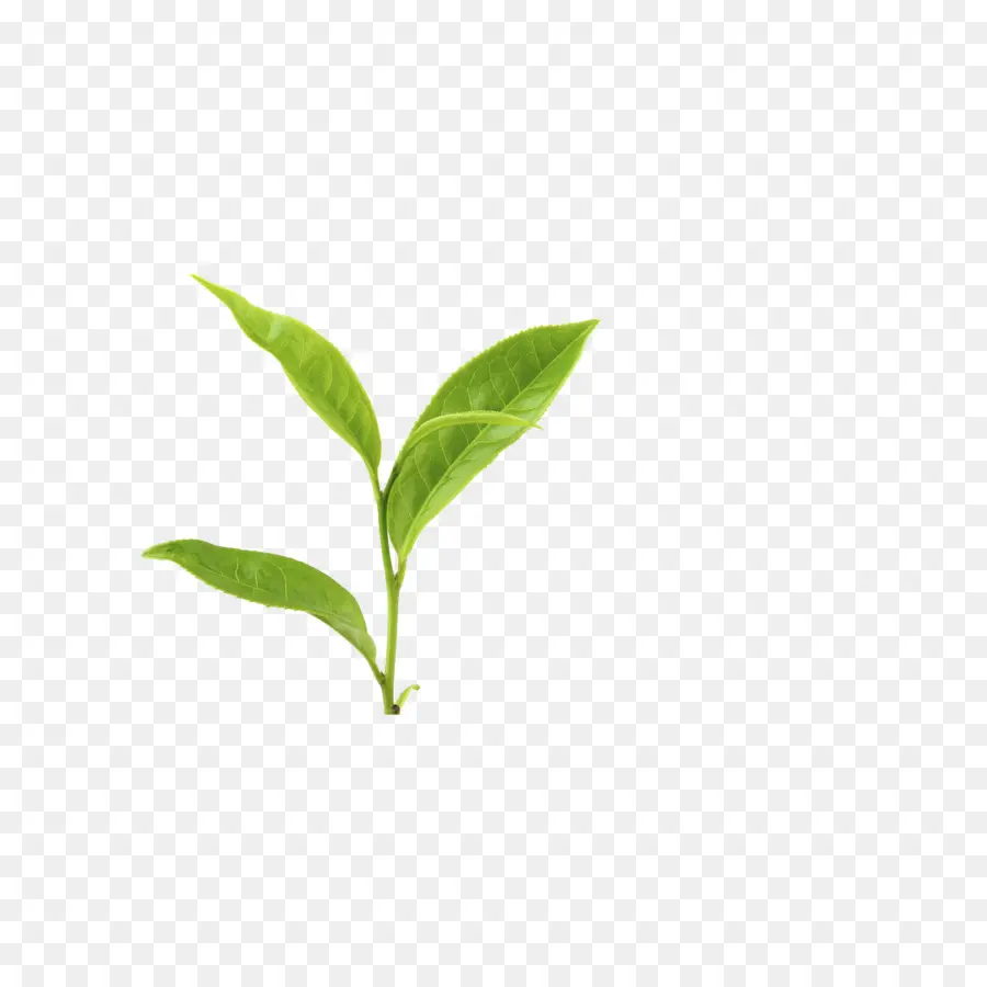 Folhas Verdes，Plantar PNG