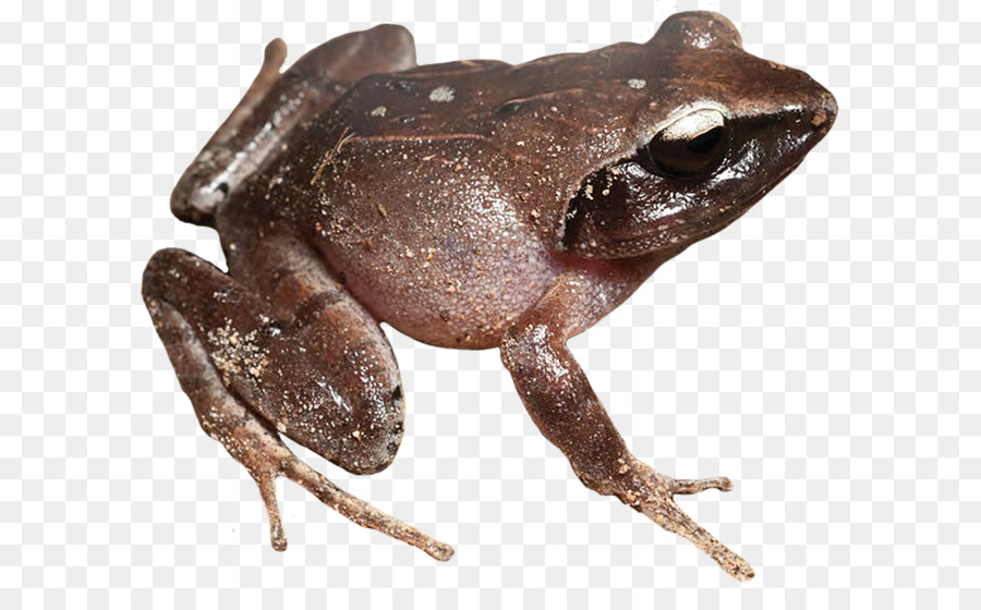 American Bullfrog，Sapo PNG