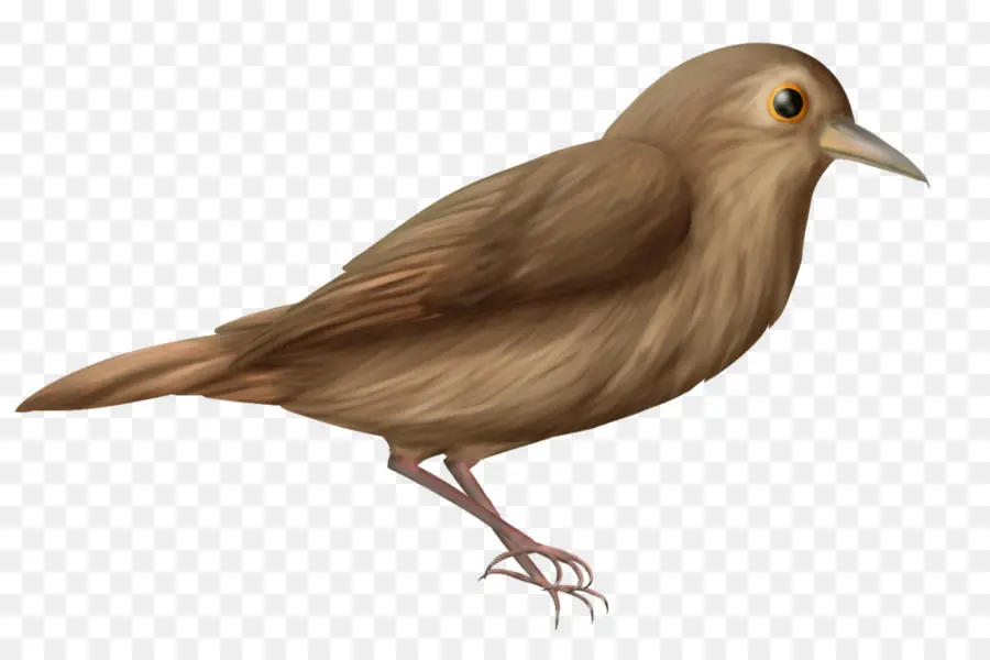 Comum Nightingale，Aves PNG