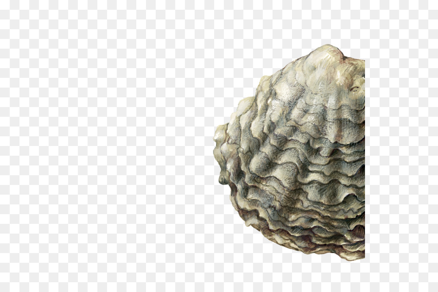 Ostras，Clam PNG