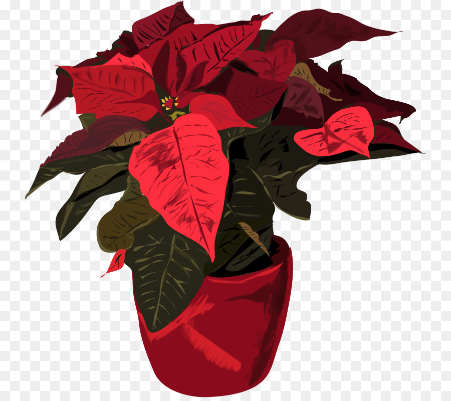 Poinsettia，Spurges PNG